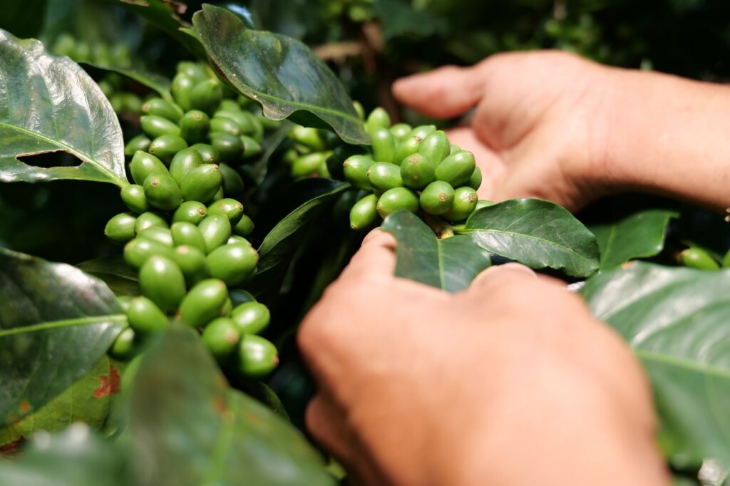 SAG impulsa acciones para mejorar productividad del aromático