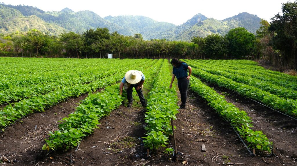 Honduras destaca la transformación de los sistemas agroalimentarios en la Conferencia Regional de la FAO