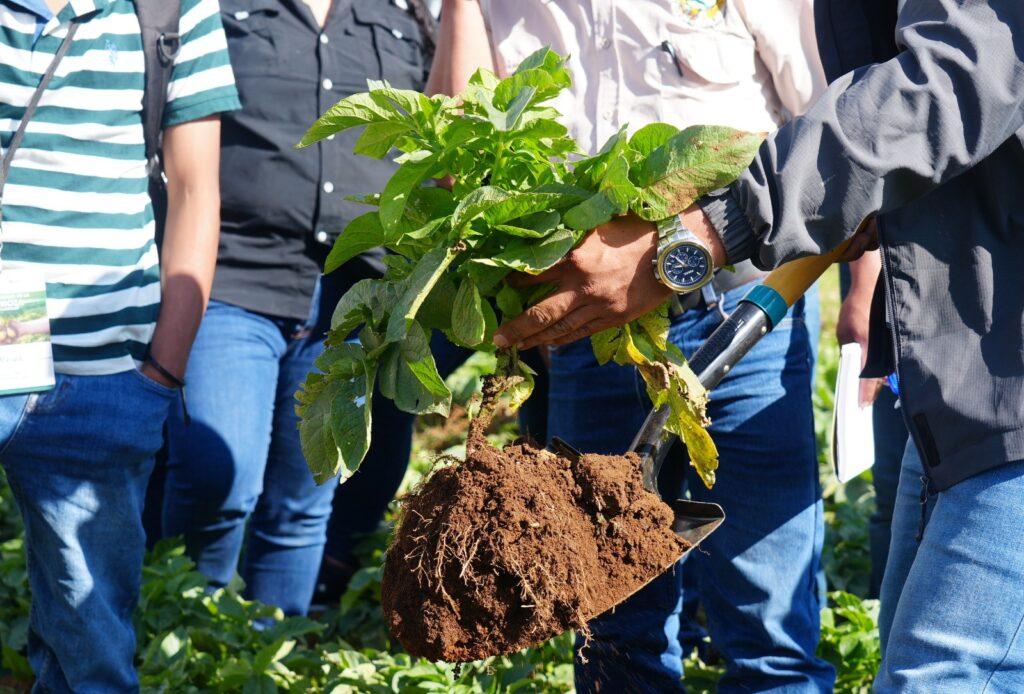SAG y OIRSA capacitan a productores de papa en Intibucá
