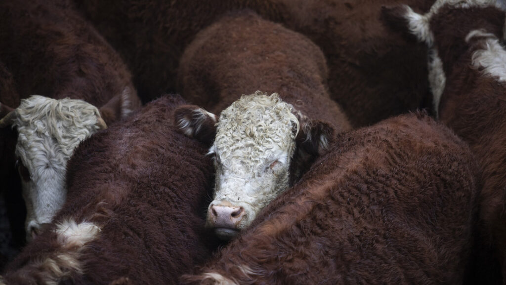La ‘serie’ bovina entre EE.UU. y este país latinoamericano toma nuevo giro