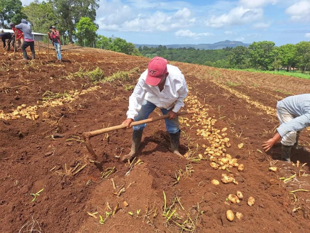 Ley de Alivio Financiero abre una nueva etapa para el agro hondureño