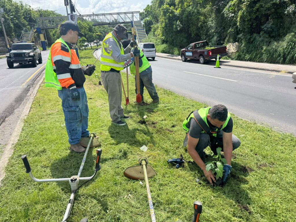 AMDC siembra más de 40 mil plantas y recupera espacios verdes en la capital