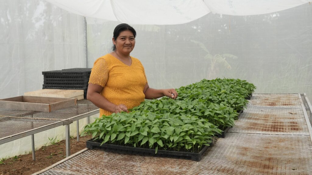 Familias de Intibucá producen cinco veces más tomate con casas malla y riego